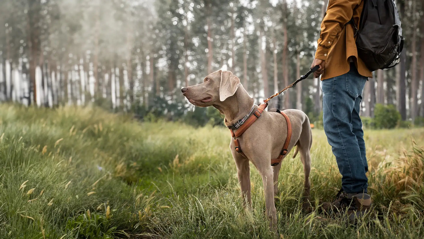 Dog Trekking.webp