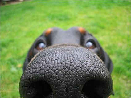 20 Dog Supplement